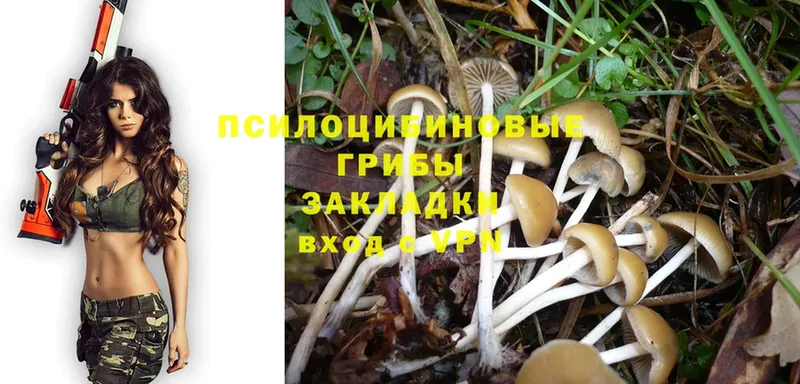 даркнет формула  Каменногорск  Псилоцибиновые грибы Psilocybe 